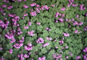 flowers2