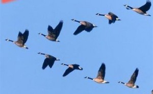 geese2