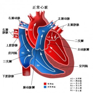 heart-2